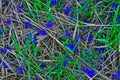 Dry and green grass and blue flowers Royalty Free Stock Photo