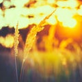 Dry Green Grass In Sunset Sunlight. Beautiful Yellow Sunrise Lig