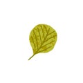 Dry green leaf of autumn aspen tree. Fall foliage. September dry plant. Autumnal leaves. Colored flat vector