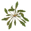 Dry green leaf of dandelion