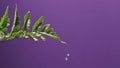 Drops of water fall one drop at a house plant fern and flow down on a purple background. Full HD video, 240fps, 1080p.