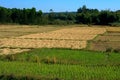 Dry and green paddy field Royalty Free Stock Photo