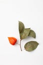 Dry green twig with leaves and physalis on a white background