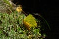 A dry green-yellow birch leaf, backlit by the sun, on a clump of bog haircap moss Royalty Free Stock Photo