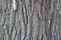 Dry grey bark of black poplar Royalty Free Stock Photo