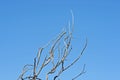 DRY GREY BRANCHES ON A DEAD TREE AGAINST BLUE SKY Royalty Free Stock Photo