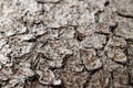 Dry grey brown cracked texture of bark old pine tree. Grunge wooden background with selective focus with copy space Royalty Free Stock Photo