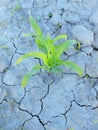 Dry ground of cracked clay with last green flower. Sharp shapes of shadows Royalty Free Stock Photo