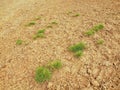 Dry ground of cracked clay with tuft of grass.