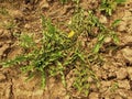 Dry ground of cracked and crushed clay with last green dandelion