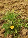 Dry ground of cracked and crushed clay with last green dandelion