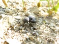 Black ground bug in riverbed alone on gravel sand