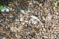 Dry group shell on the ground Royalty Free Stock Photo