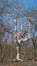 Dry gum or rubber tree at Sasan gir jungle, Gujrat, India