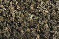 Dry gynostemma pentaphyllum leaf blackground. Jiaogulan or Miracle grass. Chinese herbal tea. Top view.