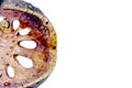 Dry half Aegle marmelos bael fruit macro isolated Royalty Free Stock Photo