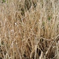 Dry harvest of hay from forbs. Harvest in autumn. Feed for farm animals. dry grass in autumn