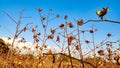 Dry and harvested cotton crop field with blue sky
