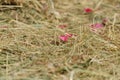 Dry hay background with pink rose petals Royalty Free Stock Photo