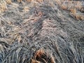 Stubble field natural background