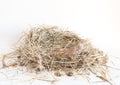 Dry hay isolated. A pile of straw on a white background. The dry grass is folded in the shape of a nest Royalty Free Stock Photo