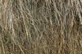 Dry hay in a stack. Royalty Free Stock Photo