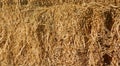 Dry hay straw yellow background texture. Dry rice straw texture for background and design, hay bale pattern in sunlight Royalty Free Stock Photo