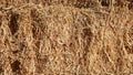 Dry hay straw yellow background texture. Dry rice straw texture for background and design, hay bale pattern in sunlight Royalty Free Stock Photo