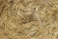 Dry Hay Texture Royalty Free Stock Photo