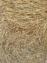 Dry hay texture. Background from dry yellow stems Royalty Free Stock Photo