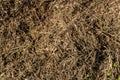 Dry hay texture with clay. Royalty Free Stock Photo