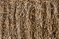 Dry hay texture Royalty Free Stock Photo
