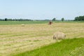 Dry haystack roll and blur tractor ted hay field Royalty Free Stock Photo