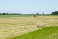 Dry haystack roll and blur tractor ted hay field