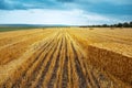 Dry haystacks in the field. Natural agriculture background. Royalty Free Stock Photo