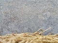 Dry haystacks and gray concrete wall. Royalty Free Stock Photo