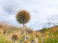 Dry heads of great globe thistle. Echinops sphaerocephalus, glandular globe-thistle, pale globe-thistle