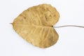 Dry heart shape leaf isolate on white background