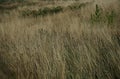 Dry herbs in the autumn wind Royalty Free Stock Photo