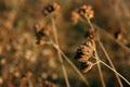 Dry herbs on sunset