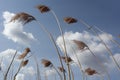 Dry high branches of marsh sedge on the background of a blue sky with clouds