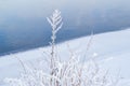 Dry high grass flower with fluffy white snow on the bank against the background of a blue lake Royalty Free Stock Photo
