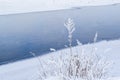 Dry high grass flower with fluffy white snow on the bank against the background of a blue river. Royalty Free Stock Photo