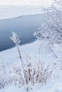 Dry high grass flower with fluffy white snow on the bank with tree against the background of a blue river Royalty Free Stock Photo