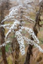 dry plant goldenrod covered with hoarfrost background