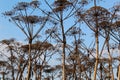 Dry Hogweed on blue sky background. Royalty Free Stock Photo