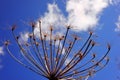 A dry hogweed inflorescence on a blue sky background with white cloud. Royalty Free Stock Photo