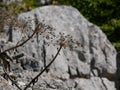 Dry hogweed stems on a background of stones on a Sunny summer day. Cow parsnip in the meadow Royalty Free Stock Photo