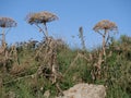 Dry hogweed stems on a background of stones on a Sunny summer day. Cow parsnip in the meadow Royalty Free Stock Photo