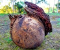 dry and hollow coconuts without filling with crest-shaped coir Royalty Free Stock Photo